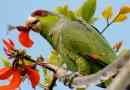 Parrot corella
